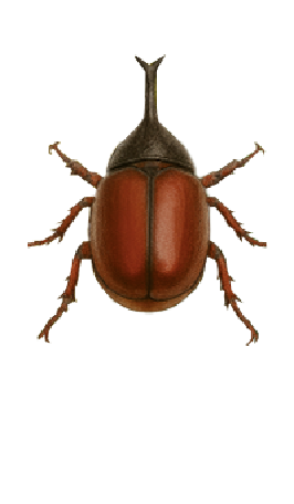 QR Code for Beetle