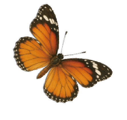 QR Code for Butterfly