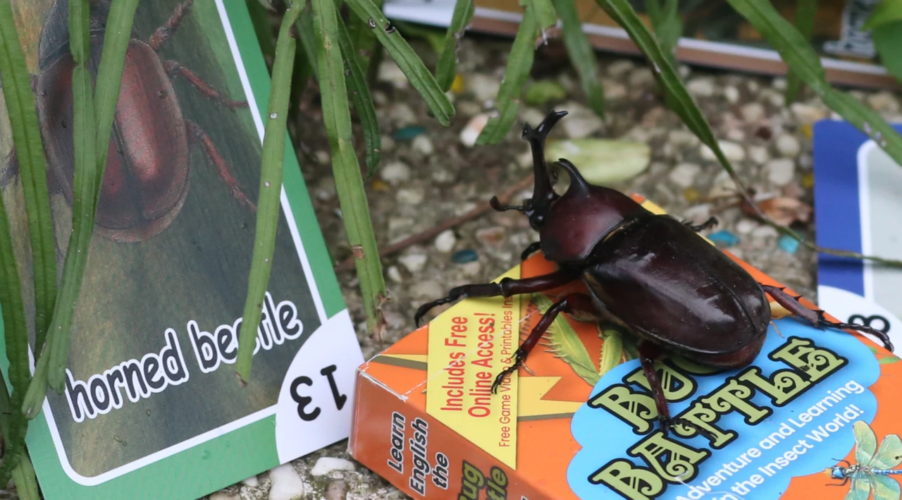 Children playing the Bug Battle card game